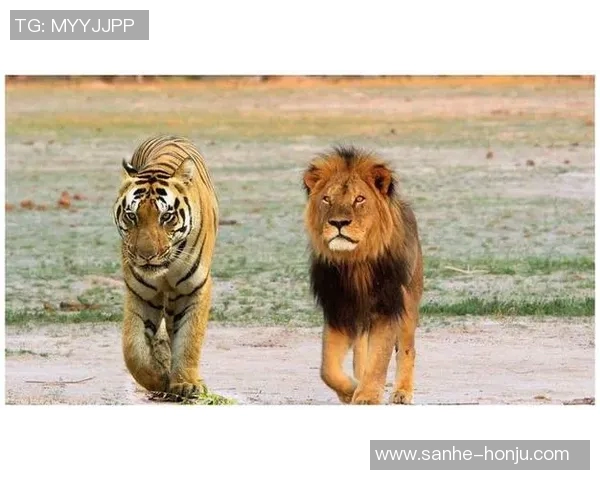 阿特拉斯与美州狮的激烈对决揭示足球战术与团队合作的完美结合